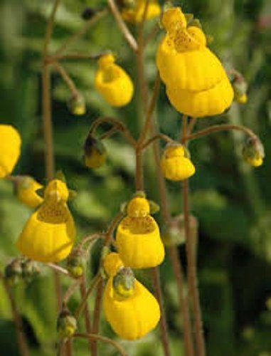 25 Calceolaria Goldcap Yellow Perennial Flower Seeds  Slipper Flower  Pocletbook Flower