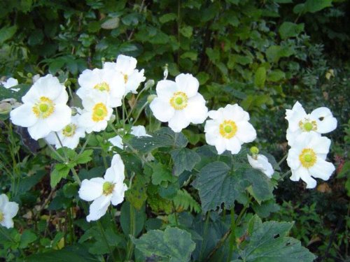 5 MADONNA ANEMONE Sylvestris White Yellow Perennial Flower Seeds Comb SH