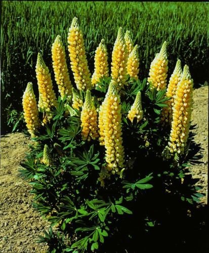 50 Seeds Lupine Popsicle Yellow Perennial Seeds  Lupinus 