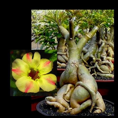 Adenium Obesum  Desert Rose - CX Silk of Yellow - Perennial Bonsai Seed 5PC