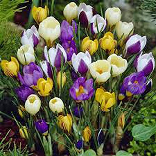 Crocus Species Mix 1 Bulb Purple White Yellow Perennial Bulb Mix