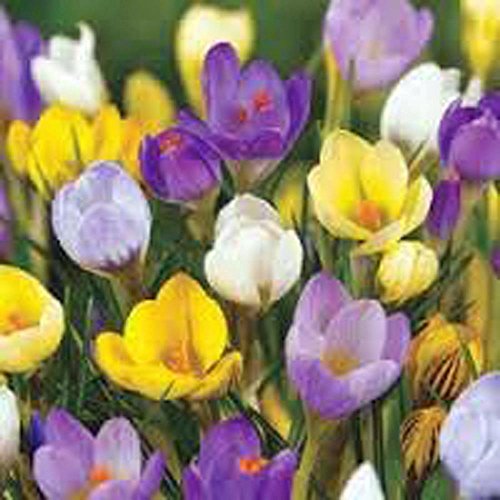 Crocus Species Mix 20 Bulbs Purple White Yellow Perennial Bulb Mix