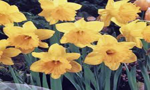 DAFFODIL BULB 20 PACK DUTCH MASTER  YELLOW PERENNIAL DAFFODIL BULBS YELLOW FLOWERS