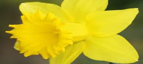 DAFFODIL BULB ONE DUTCH MASTER  YELLOW PERENNIAL DAFFODIL BULBS YELLOW FLOWERS