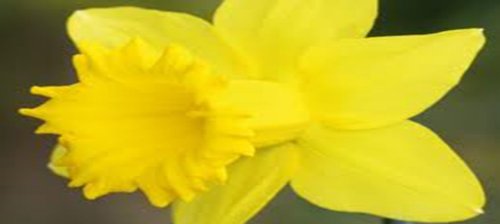 Daffodil Bulb 5 Pack Dutch Master  Yellow Perennial Daffodil Bulbs Yellow Flowers