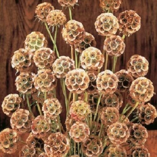 Fata Morgana Pincushion Scabiosa Pinkish Yellow  Perennial Flower Seeds