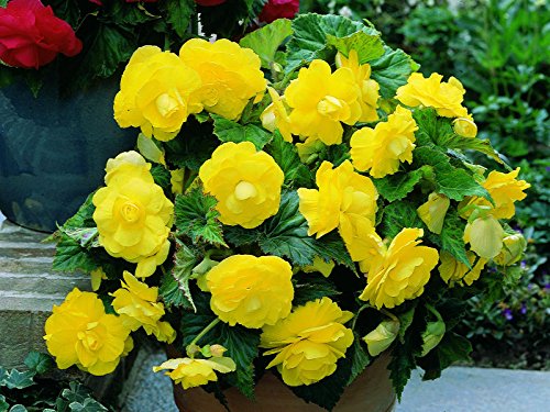 Flower seedsBegonia Terry Yellow Perennial