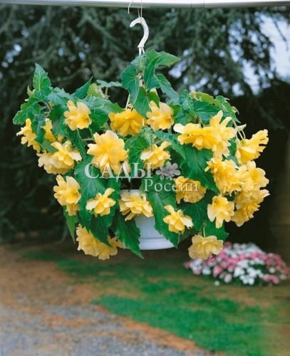 Flower seedsBegonia hang-downing Terry yellow Perennial