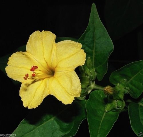 Four OClocks Flowers 100 seeds Mirabilis Jalapa-Yellow Perennial