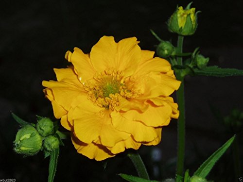 Geum Seeds - Avens Lady Stratheden100 SEEDSBRIGHT Yellow Perennial flowers 