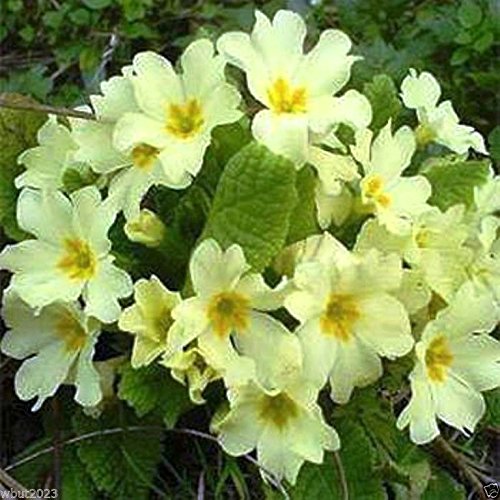 Primrose Seeds - Yellow- Perennial Great Pot Plant-10 Seeds 