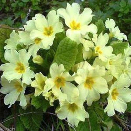 Primrose Seeds - yellow- PERENNIAL Great Pot Plant-10 Seeds 