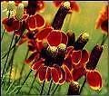 Ratibida columnifera RED-YELLOW Perennial Seeds