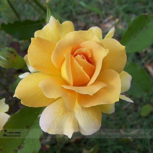 Seeds Market 1 professional packing 50 seeds  packaging New yellow perennial flower shrub