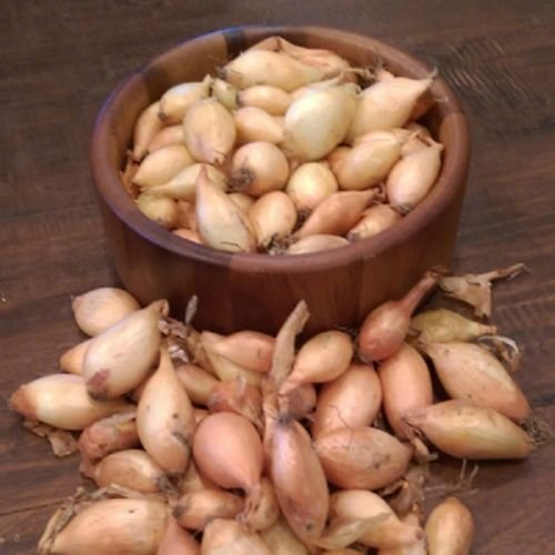 Shallot Sets YellowPerennial8 Bulb Plant spring or fall Garden Vegetable