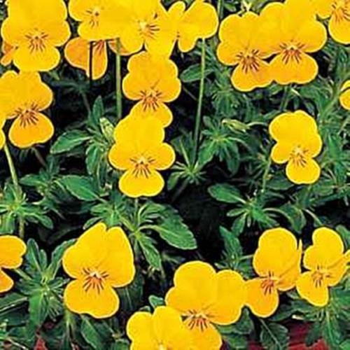 Viola Cornuta Perfection Yellow Perennial Seeds