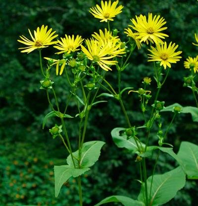 YELLOW PERENNIAL Cup Plant 10 seeds