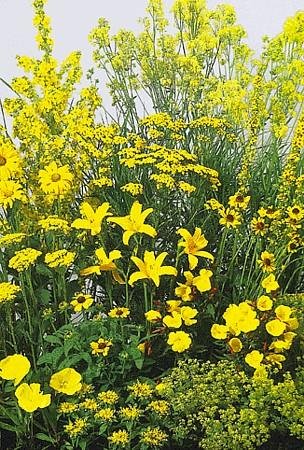 Yellow Perennial Garden 50 SeedsSeed - Tall