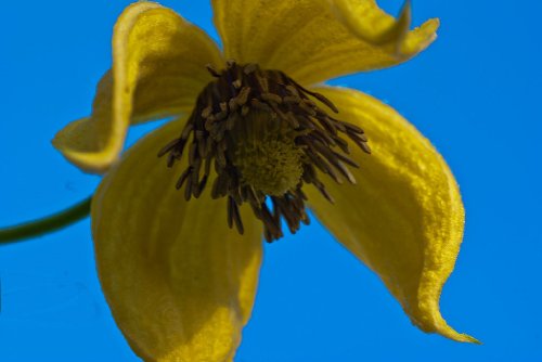 clematis AZTEK YELLOW perennial vine 15 seeds GroCo