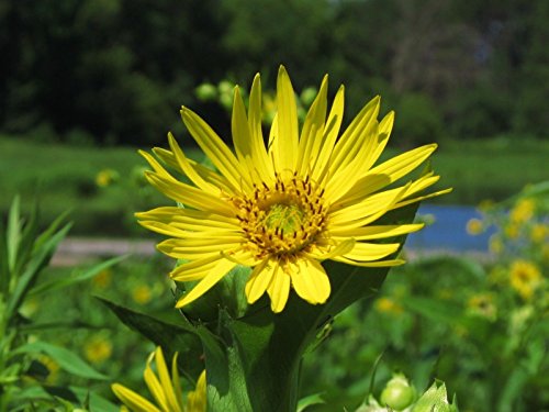 cup plant YELLOW PERENNIAL forms water habitat for birds 10 seeds GroCo