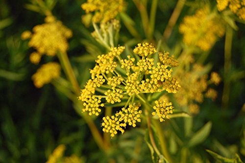 golden alexanders GOLDEN ZIZIA yellow perennial 95 seeds GroCo