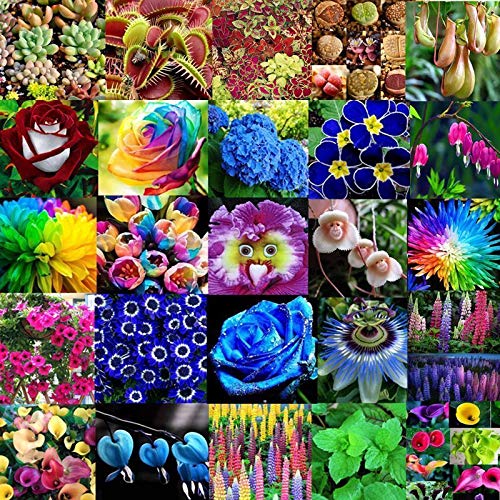 AGROBITS 100Pcs Colorful Grass-Wu0628 Various Flower Seeds Ideal Garden Potted Seed Rare Flower Plant Ornamental Decor
