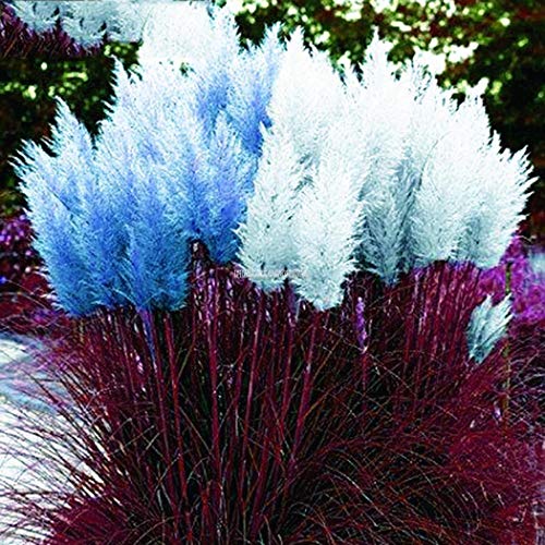 AGROBITS 10PcsBag Colorful Pampas Grass Seeds Home Garden DIY Plants Easy Grow Zz 02