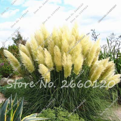 AGROBITS 500 pcsBag Pampas Garss Colorful Grass Plant Ornamental Plant Flowers Cortaderia Selloana Grass Home Garden Planting 7