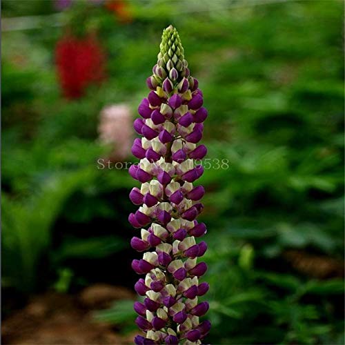 AGROBITS Grass Flower bonsais Colorful Rainbow Lupine Flower bonsais Ornamental Flowers Germination 20pcs bonsaislu Bing Hua  3