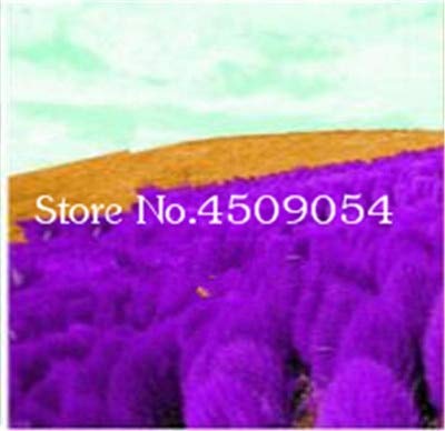 AGROBITS Hot Sale 200 pcs Colorful Grass Bonsai Perennial Grass Burning Bush Kochia Scoparia Bonsai Green Garden Ornamental Easy Grow 13