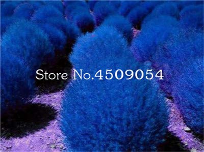 AGROBITS Hot Sale 200 pcs Colorful Grass Bonsai Perennial Grass Burning Bush Kochia Scoparia Bonsai Green Garden Ornamental Easy Grow 15