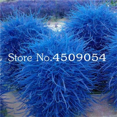 AGROBITS Hot Sale 200 pcs Colorful Grass Bonsai Perennial Grass Burning Bush Kochia Scoparia Bonsai Green Garden Ornamental Easy Grow 19