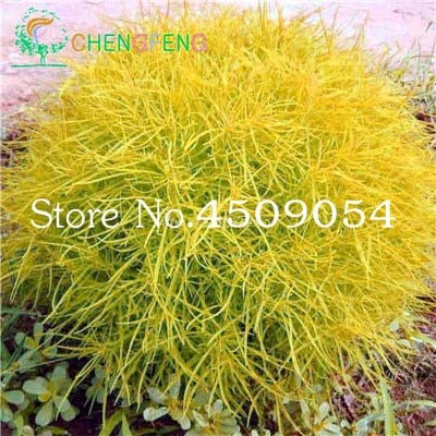 AGROBITS Hot Sale 200 pcs Colorful Grass Bonsai Perennial Grass Burning Bush Kochia Scoparia Bonsai Green Garden Ornamental Easy Grow 21