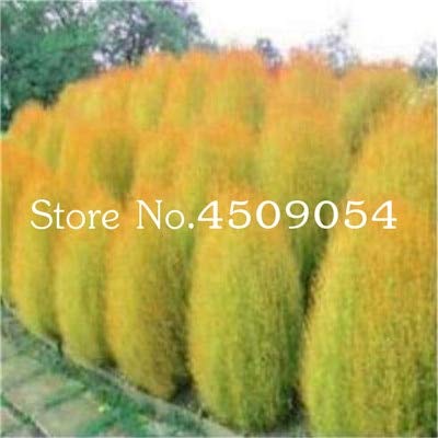 AGROBITS Hot Sale 200 pcs Colorful Grass Bonsai Perennial Grass Burning Bush Kochia Scoparia Bonsai Green Garden Ornamental Easy Grow 24