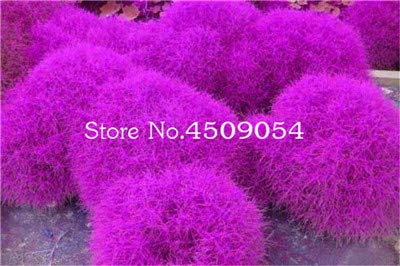 AGROBITS Hot Sale 200 pcs Colorful Grass Bonsai Perennial Grass Burning Bush Kochia Scoparia Bonsai Green Garden Ornamental Easy Grow 8