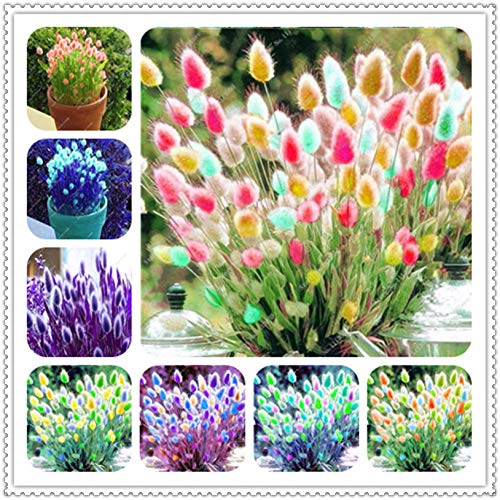 AGROBITS New Colorful 100 Pcs Rabbit Tail Grass Bonsai Ornamental Spring Ornamental Grasses Potted Plants Flowers Beauty Your Home Garden Mixed