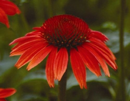  Red Ruby Echinacea  Cone-flower Flower Seeds long Lasting Perennial