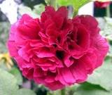 25 Scarlet Double Red Hollyhock Alcea Rosea Flower Seeds Perennial comb Sh