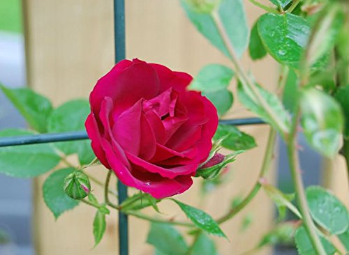 300 Pcs Climbing Rose Seeds Fire Red Perennials Flower Seeds