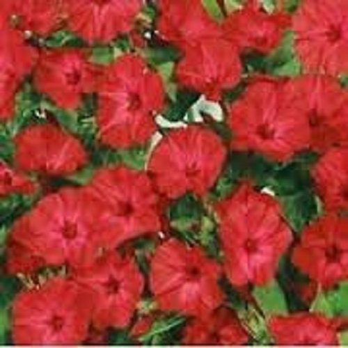 40 Mirabilis Jalapa Scarlet Red Flower Seeds Four Oclock Perennial