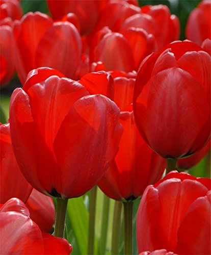 5 TULIP BULB  RED IMPRESSION PURE BRIGHT RED PERENNIAL TULIP BULBS RED FLOWERS 