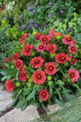 Arizona Sun Gaillardia red -dwarf- 20-perennial Seeds