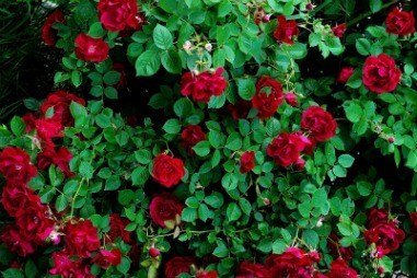 Climbing Rose Climber Deep Red Perennials Flower 5 Double blooming rose seeds