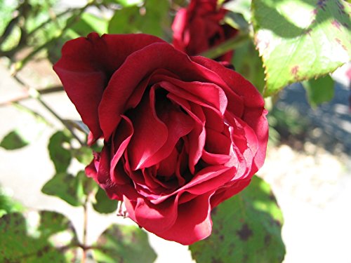 Climbing Rose Seeds Climber Deep Red Perennials Flower Bulk Double 300 Seeds