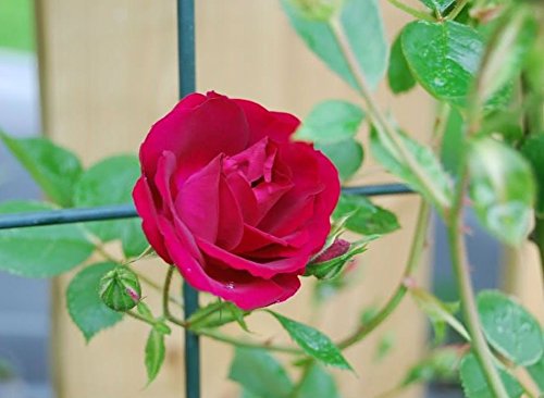 Climbing Rose Seeds Climber Fire Red Perennials Flower 300 Seeds