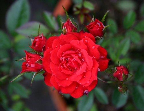 Climbing Rose Seeds Climber Fire Red Perennials Flower 5 Seeds