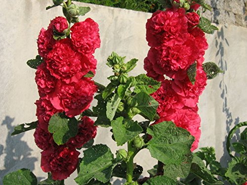 Flower Seeds Hollyhock Makhrovaya Double Red Althaea rosea Perennial Seed