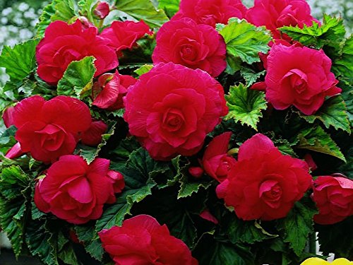 Flower seedsBegonia Terry Red Perennial