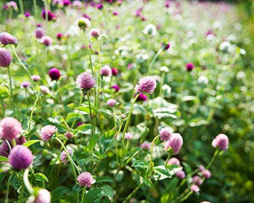 Futaba&reg Red Clover Leguminosae Perennial Herb 10000 Seeds