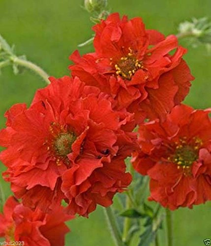 Geum Seeds -Avens AKA Mrs Bradshaw100 SEEDSBRIGHT RED Perennial flowers seeds